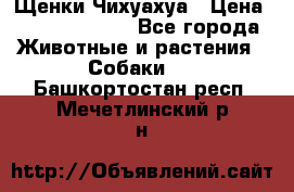 Щенки Чихуахуа › Цена ­ 12000-15000 - Все города Животные и растения » Собаки   . Башкортостан респ.,Мечетлинский р-н